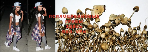 прущие грибы Абдулино